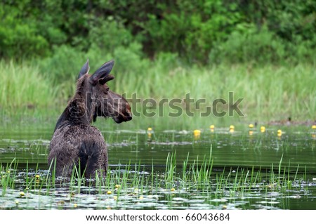 Moose wading through a pond in Algonquin Provincial Park