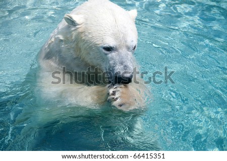 Polar bear in the water eating fish at a zoo