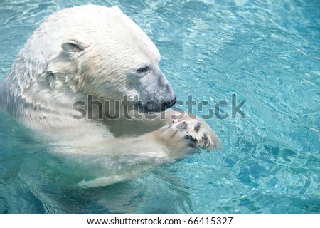 Polar bear in the water eating fish at a zoo