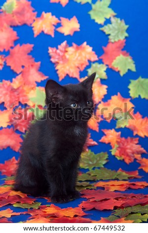 Cute black kitten with colorful fall leaves and blue background