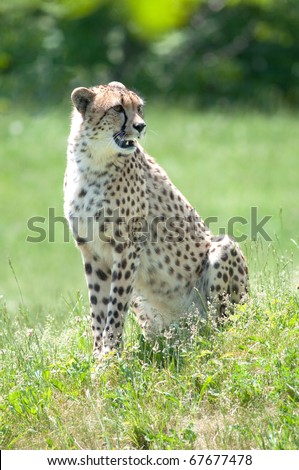 Cheetah sitting in an open meadow