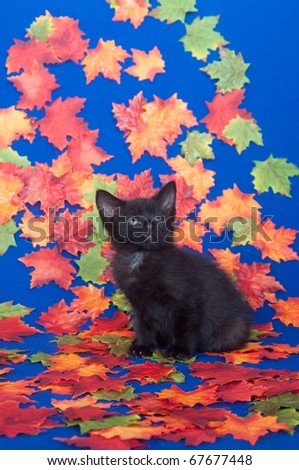 Cute black kitten with colorful fall leaves and blue background