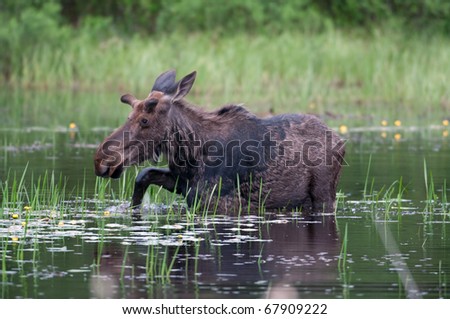 Moose wading through a pond in Algonquin Provincial Park