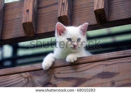 Cute white kitten peeking over a wooden rail outdoors