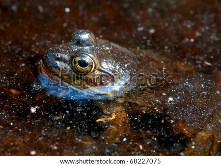 Frog with its eyes out of the water in a shallow pond
