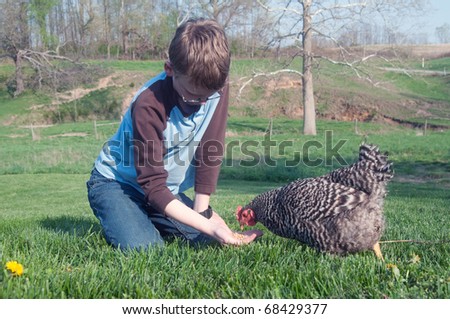 Young boy feeding a barred rock chicken in an open meadow