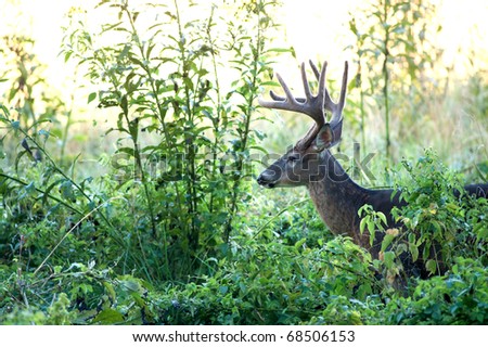Large white-tailed deer buck with velvet antlers standing in the brush