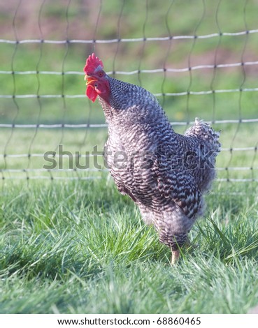 Barred rock pasture raised chickens in a pen