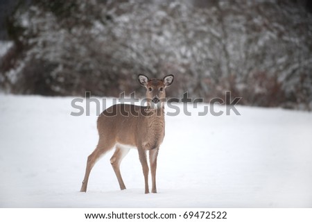 A white-tailed deer doe standing on the edge of a snowy meadow following a winter storm.