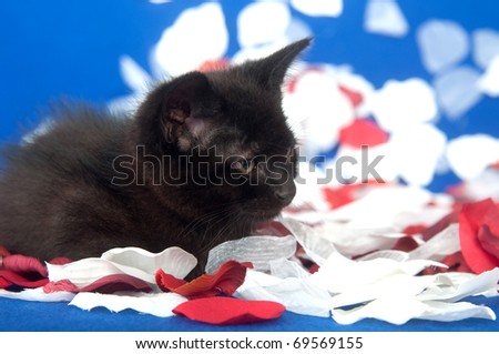 Cute black kitten sitting with red and white rose petals on blue background