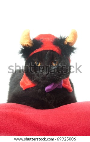 A black cat with a devil hat on for Halloween