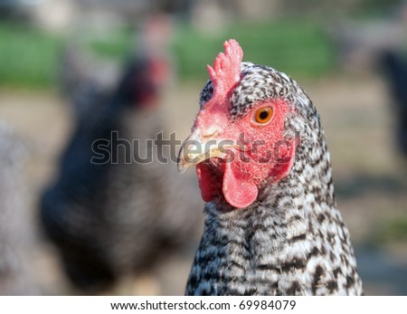 Close up of a pasture raised Barred Rock Chicken