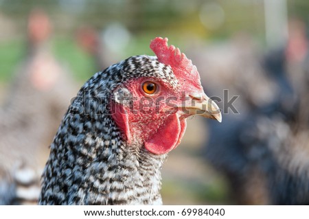 Close up of a pasture raised Barred Rock Chicken