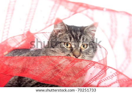 Cute tabby cat with red ribbon on white background for valentine\'s day