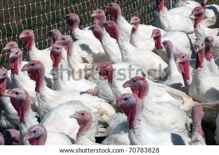 A group of pasture raised turkeys near an electric fence