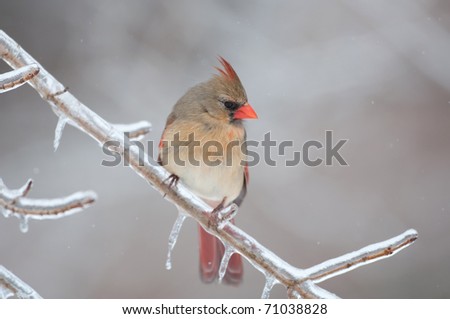 Female northern cardinal perched on ice covered branch following a winter storm