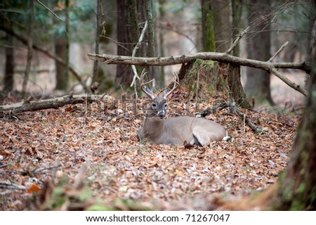 A large whitetail deer buck bedded down and resting in the forest