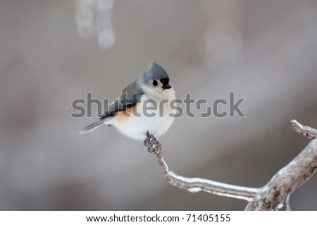 Tufted titmouse perched on an ice covered branch following winter storm