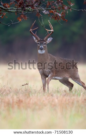 White-tailed deer buck chewing on branches and marking scent as part of rut behavior