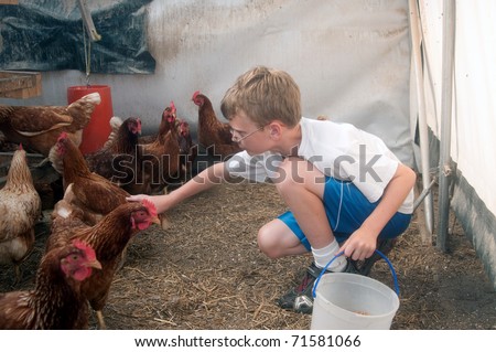 A young boy gathering eggs inside of a pasture raised chicken pen