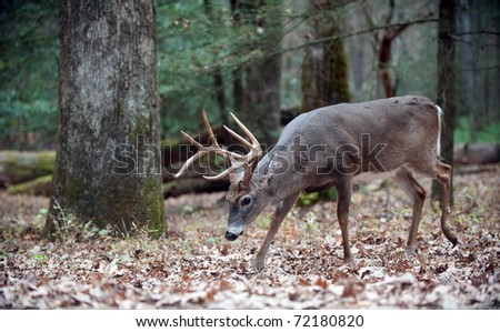 White-tailed deer buck walking through the woods