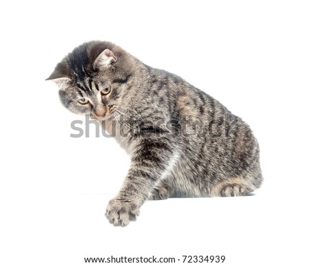 Cute tabby cat swinging its paw on white background