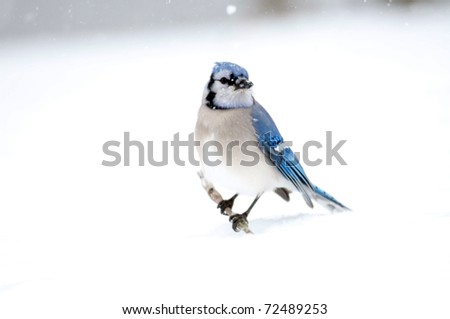 Blue jay perched on a stick sticking out of the snow following a winter storm
