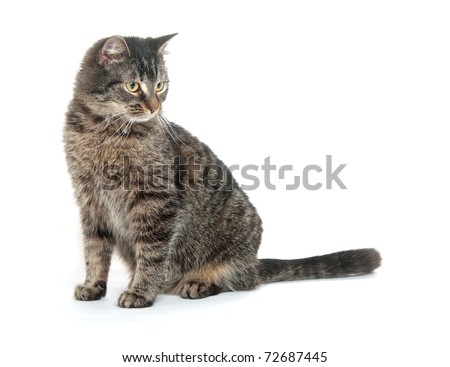 a cat sitting