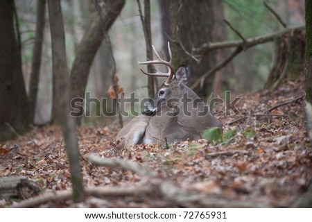 A large whitetail deer buck bedded down and resting in the forest