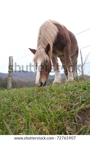Horse feeding on the green grass from other side of the fence