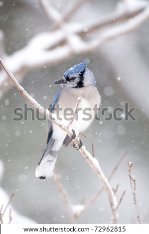A blue jay perched on ice covered branches following a winter storm