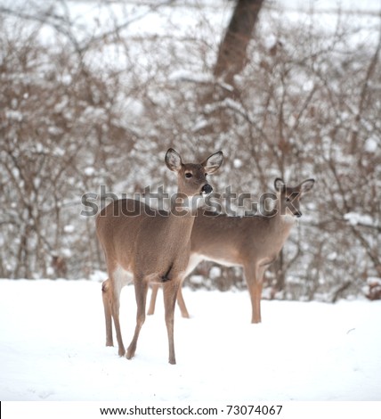 A white-tailed deer doe standing on the edge of a snowy meadow following a winter storm.
