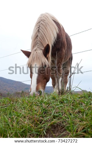 Horse feeding on the green grass from other side of the fence