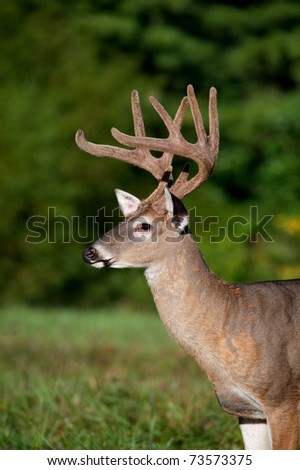Whitetail deer buck in spring with velvet antlers