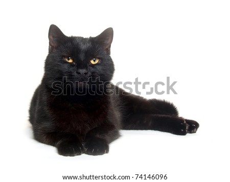 Black cat laying down on white background