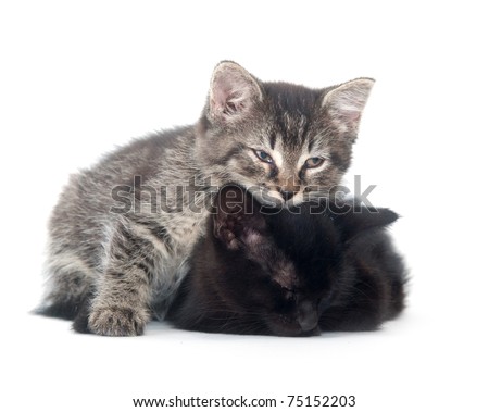 pics of puppies and kittens together. cute puppies and kittens