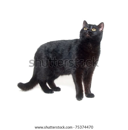 Black cat standing on white background