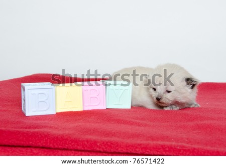 Cute kitten laying on a red blanket next to blocks