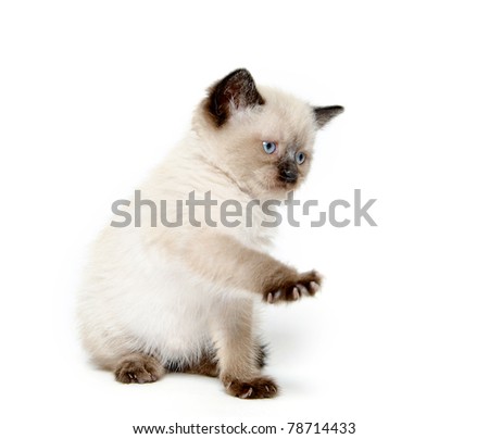 Kitten Waving