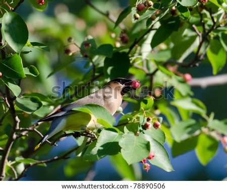 Cedar waxwing eats service berries from atop a tree