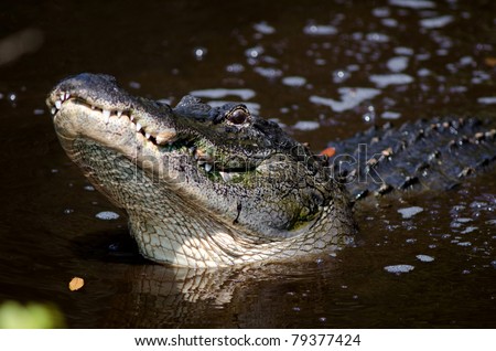 A large American alligator lifts its head out of the water in a Florida swamp