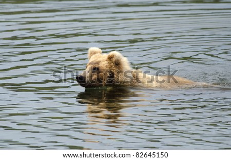 Alaskan brown bear swimming and looking for salmon in a lake in Katmai National Park
