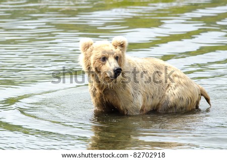 Alaskan brown bear standing in a shallow pond searching for salmon in Katmai National Park
