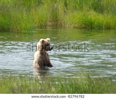 A juvenile Alaska brown bear walks on its hind legs through a lake searching for salmon