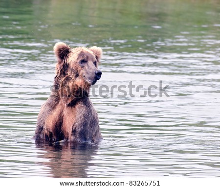 Large Alaskan brown bear in a lake in Katmai National Park