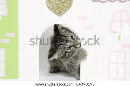 Cute baby tabby cat looking out of the doorway of a doll house on white background