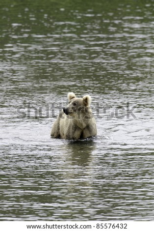 Alaskan brown bear standing in water in Katmai National Park