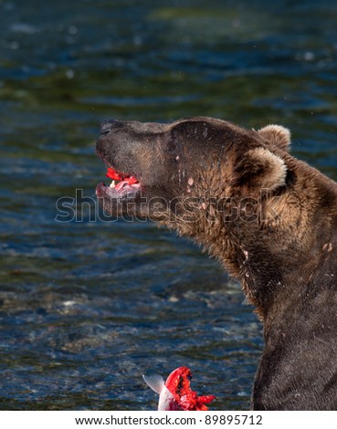 A large Alaskan brown bear eats a salmon it recently caught in Katmai National Park