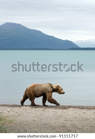 An Alaskan brown bear walks along the shore of a lake in Katmai National Park