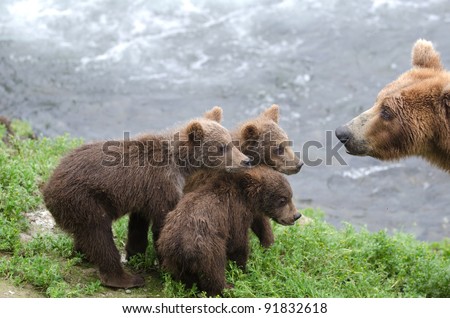 Alaskan brown bear cubs standing near the water at Brooks Falls in Katmai National Park